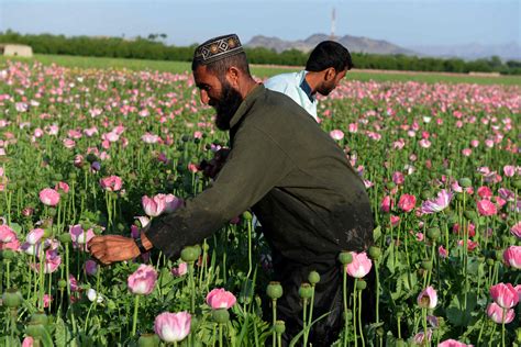 TOPSHOT-AFGHANISTAN-DRUGS-CRIME-OPIUM