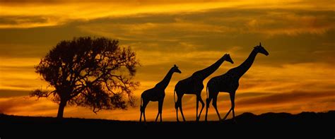 most popular safari destinations Archives - Safari Park