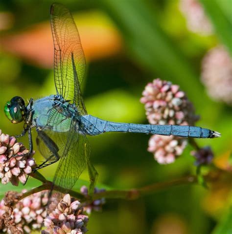 21 Types of Dragonflies Found in Virginia (2023) - Bird Watching HQ