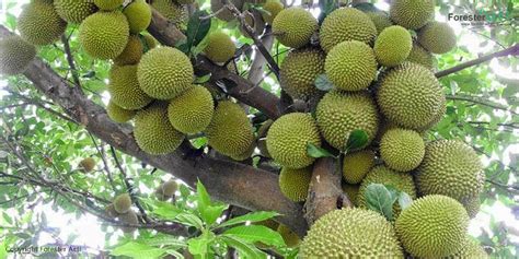 Pohon Durian: Pohon Penghasil Buah Kontroversial