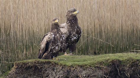 Harbour Update - posted 02/04/23 - Birds of Poole Harbour