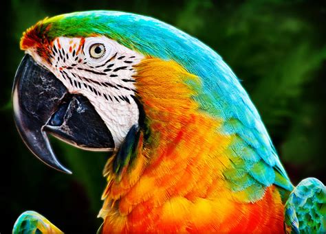 Colorful Macaw Parrot Photograph by Gary Cain