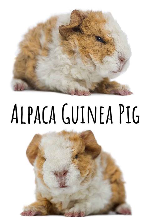 Pin on Guinea Pig Pics