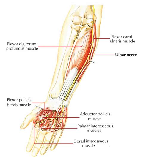 Anterior View Of The Left Forearm Median Ulnar Nerves Communication ...