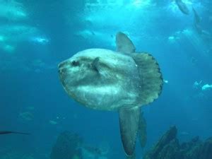 Ocean Sunfish: Facts, Characteristics, Habitat and More - Animal Place