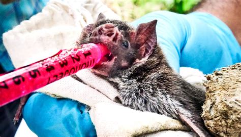 Glowing bats show 'contagious' vaccines can fight rabies - Futurity