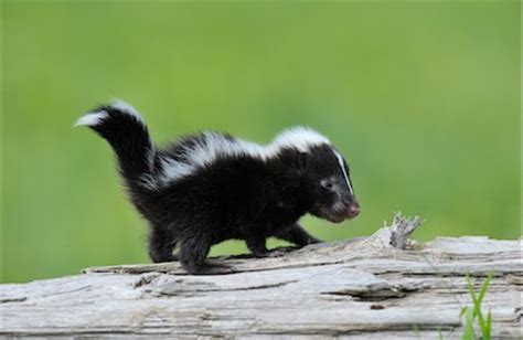 A stinkin cute baby skunk : r/aww