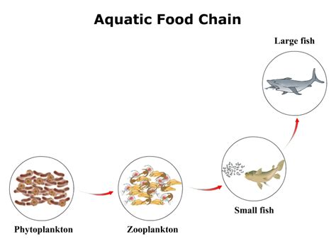 Make a forest, grassland a an aquatic food chain Name the various ...