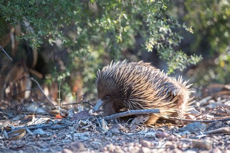 Download free photo of Echidna,monotreme,mammal,egg-laying mammal,spiny ...