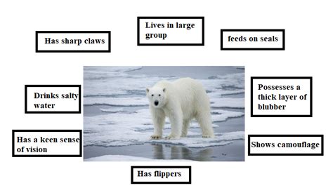 Polar Bear Adaptations