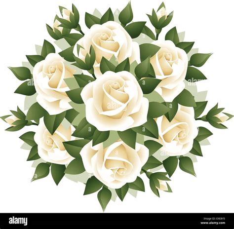 Bouquet of white roses. Vector illustration Stock Vector Image & Art ...