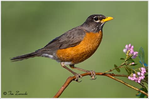 American Robin Facts and Pictures | The Wildlife