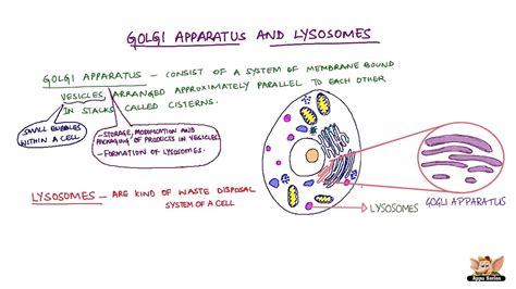 Golgi Apparatus And Lysosomes - YouTube