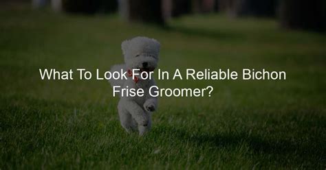 What To Look For In A Reliable Bichon Frise Groomer?