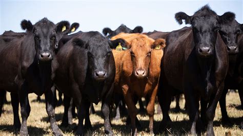 Red Angus Beef Vs Black Angus: What's The Difference?