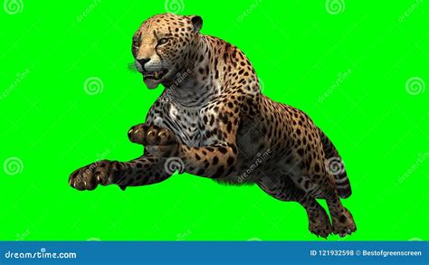 Cheetah Jumping in Front on a Green Background Stock Illustration ...