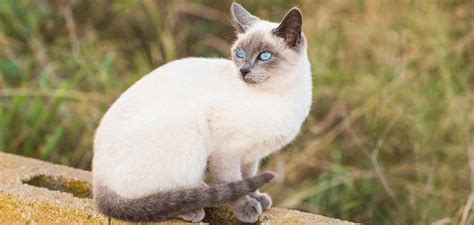 Blue Point Siamese - A Complete Guide To This Unique Color