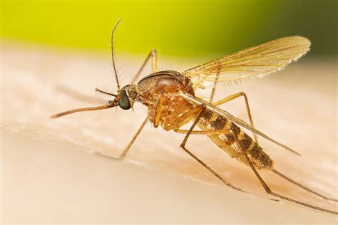 Mosquitoes on Maui (U.S. National Park Service)