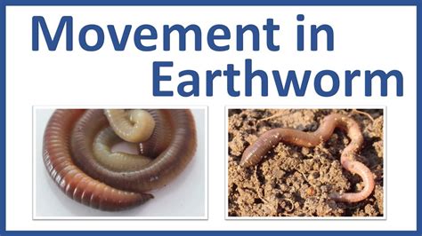 Movement in Earthworm - Movement of Earthworm Class 6 - Earthworm ...