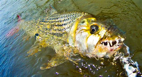 African TigerFish: Characteristics, habitat, reproduction and more....