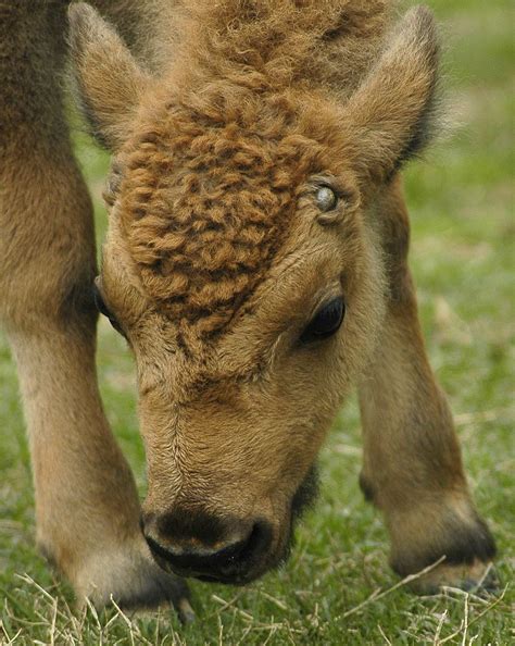 Baby Bison | Flickr - Photo Sharing! Farm Animals, Animals And Pets ...