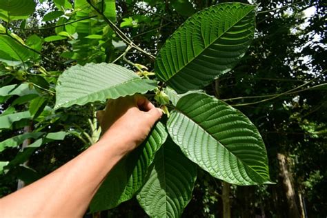 Air Ketum Beri Lebih Tenaga Pada Kaum Adam? Ketahui Pro & Kontranya