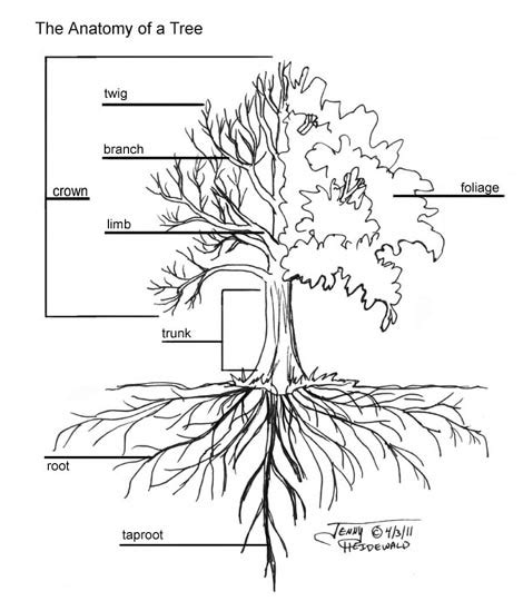 Mangrove Tree Drawing at GetDrawings | Free download