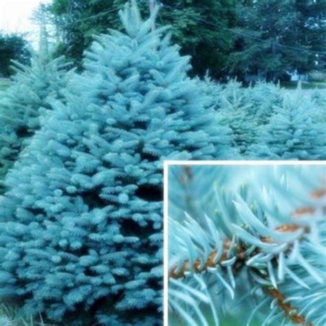 Blue Spruce Bonsais Picea Tree ted Bonsai Pine 20 Pcs Seeds ...