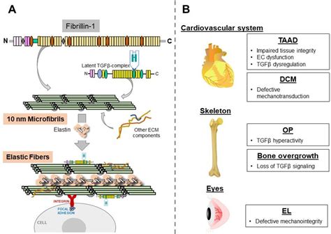 Figure 1 from The Multiple Functions of Fibrillin-1 Microfibrils in ...