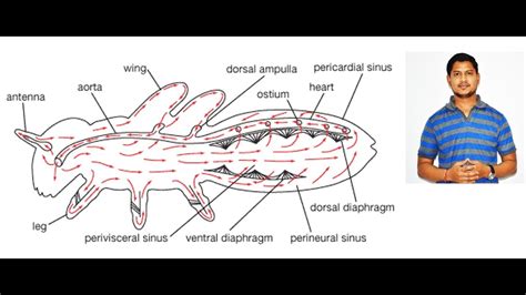 Do Insects Have A Circulatory System - airwavesstory