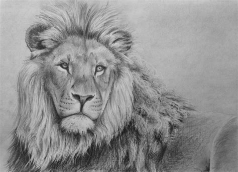 Lion Drawing Face