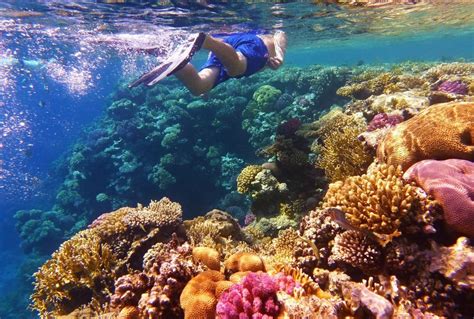 Snorkelling on the Great Barrier Reef | palm bay resort