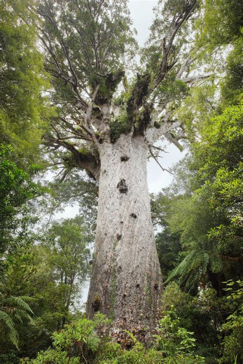 Tāne Mahuta — Science Learning Hub