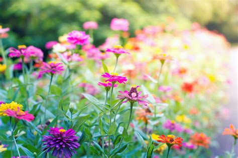 Grow a Butterfly Garden: 8 Easy Tips | Reader's Digest