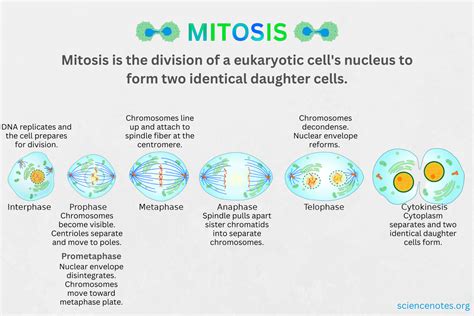 Mitosis Phases, Importance, and Location