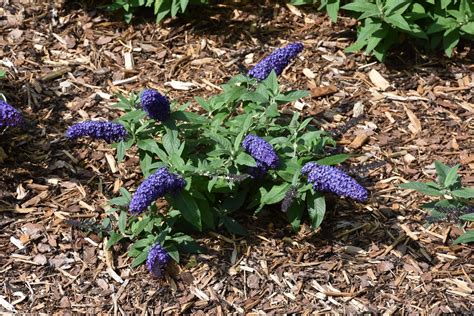 Pugster Blue® Butterfly Bush | Calloway's Nursery