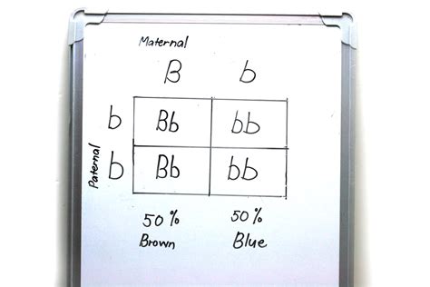 How to Make a Punnett Square: 13 Steps (with Pictures) - wikiHow