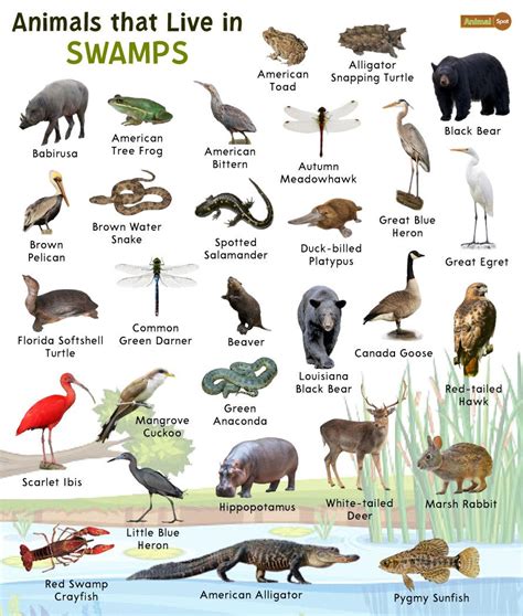 Wetland Animals In The Northwest