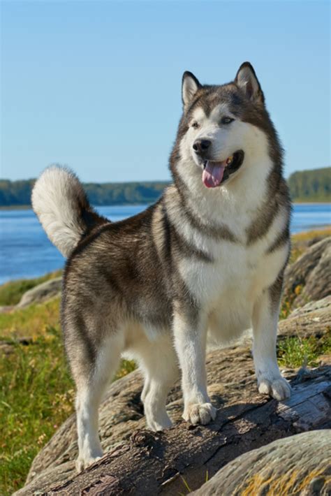 Alaskan Malamute Fluffy Husky Puppy Breed - Pets Lovers