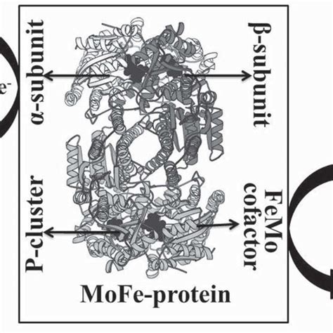 (PDF) Nitrogenase: A Key Enzyme in Microbial Nitrogen Fixation for Soil ...