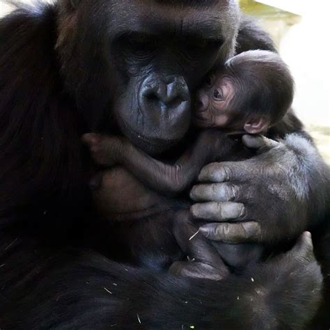 Seattle's New Baby Gorilla: Must-See Photos Of Precious Bond | Seattle ...