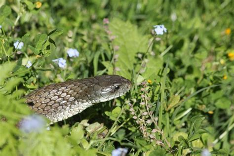 11 Most Venomous Snakes in Australia - Insider Monkey