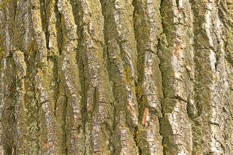 Cottonwood Tree Bark Texture Photograph by James BO Insogna