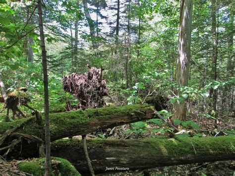 American Marten Habitat and Den Sites - Winterberry Wildlife