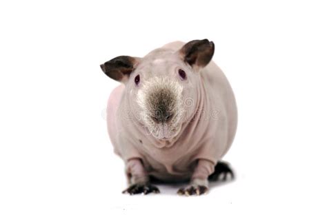 Hairless guinea pig stock photo. Image of bald, domestic - 28096302