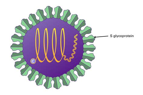 Hepatitis Viruses | LSBio