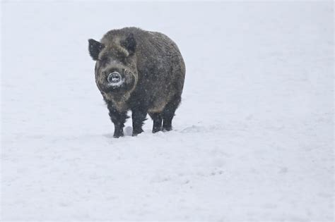 Free Photo | Wild boar in the nature habitat. european wild boar. sus ...