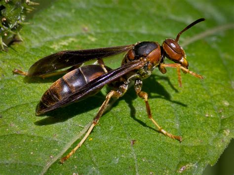 Noticeable rise in NH wasps this spring - explained! — Monadnock Pest ...