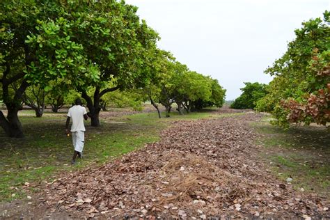 How To Start Cashew Farming In Nigeria | Jiji Blog