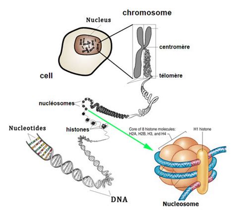 Histone Octamer - Definition, Structure, Diagrams, Function, Nucleosome ...